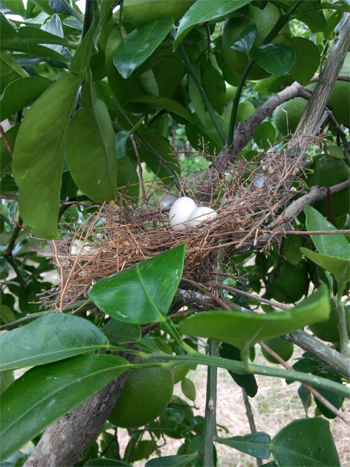 文旦園鳥蛋