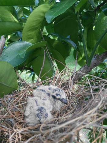 文旦園幼鳥