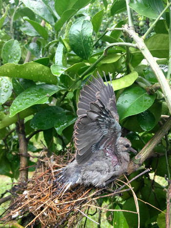 文旦園斑鳩3