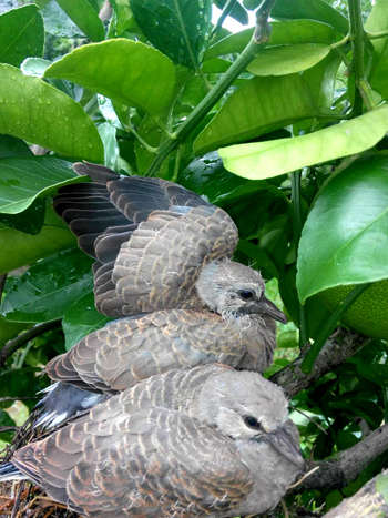 文旦園斑鳩4